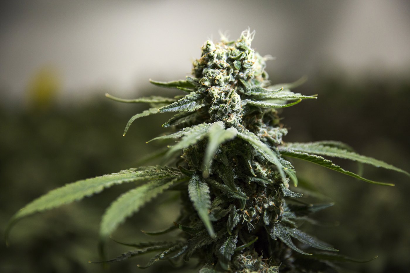 Nova Scotia wants crackdown on illegal cannabis, asks Mi’kmaq chiefs for support
