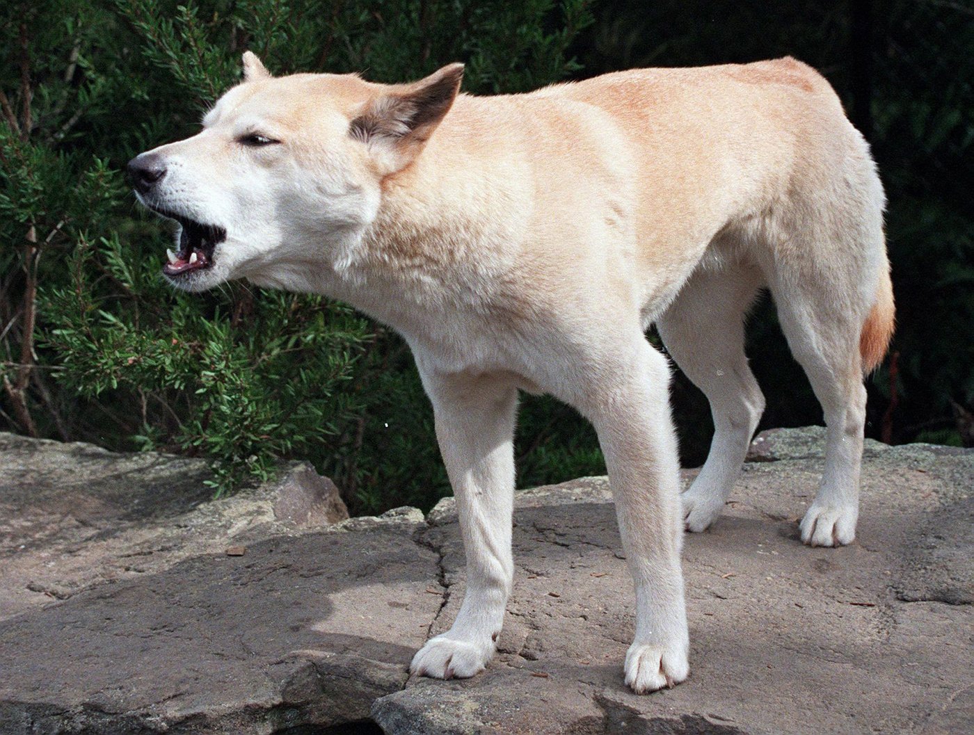 Australia announces cull of dingoes that circled Canadian woman’s body on beach