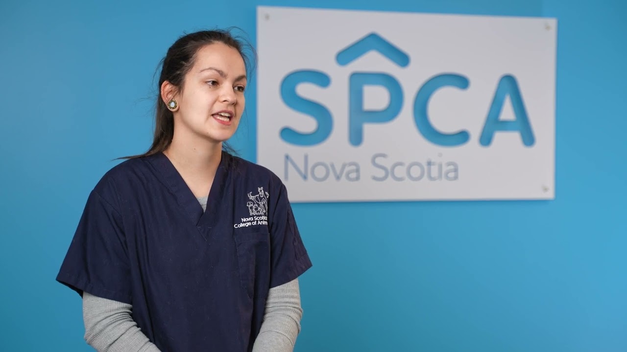 SPCA launches program to address veterinary technicians shortage in N.S.