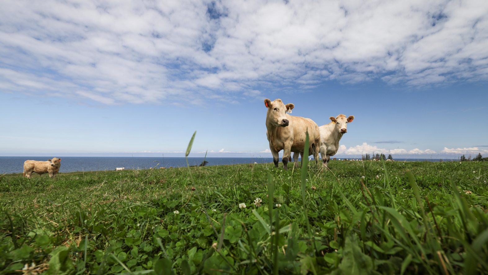 Holy cow: Nova Scotia invests $1.5 million in local beef production