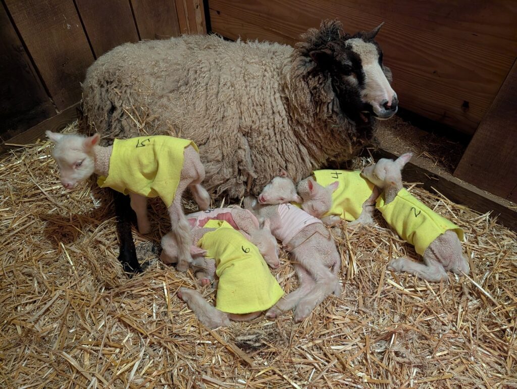 sheep TL4823-sheep-pack-1_1200x1200.