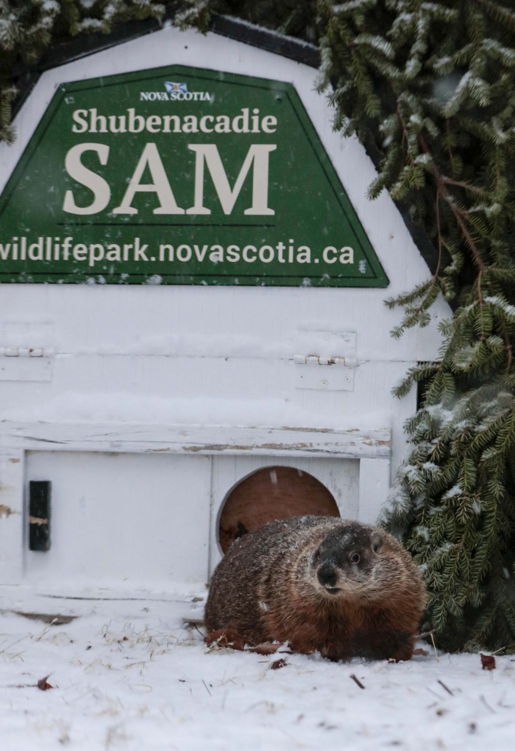 Early spring! No shadow on a stormy groundhog day for Shubenacadie Sam