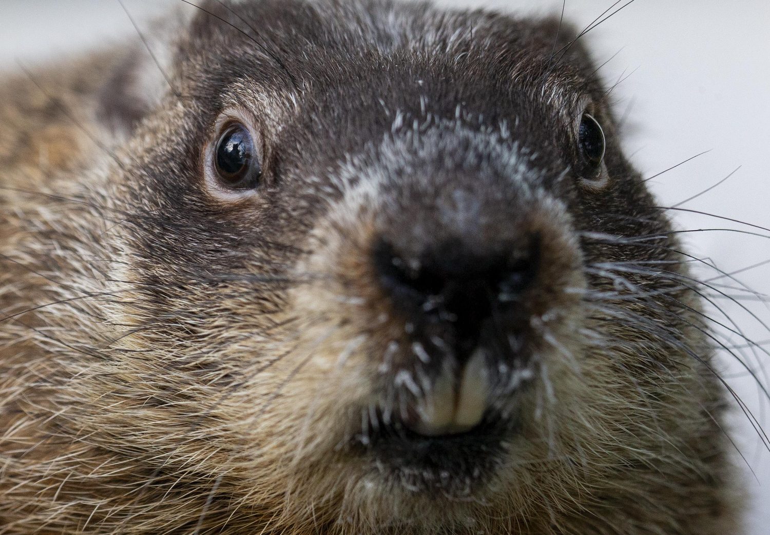 groundhog day shubenacadie sam 2025