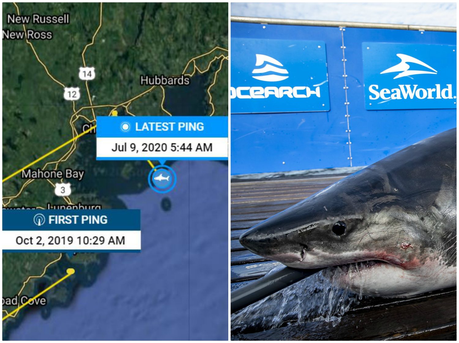 Great White Shark Returns To Nova Scotian Waters Citynews Halifax 