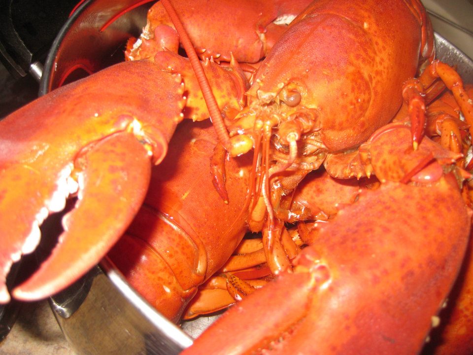 Lobster exporters preparing for potential new Chinese regulations