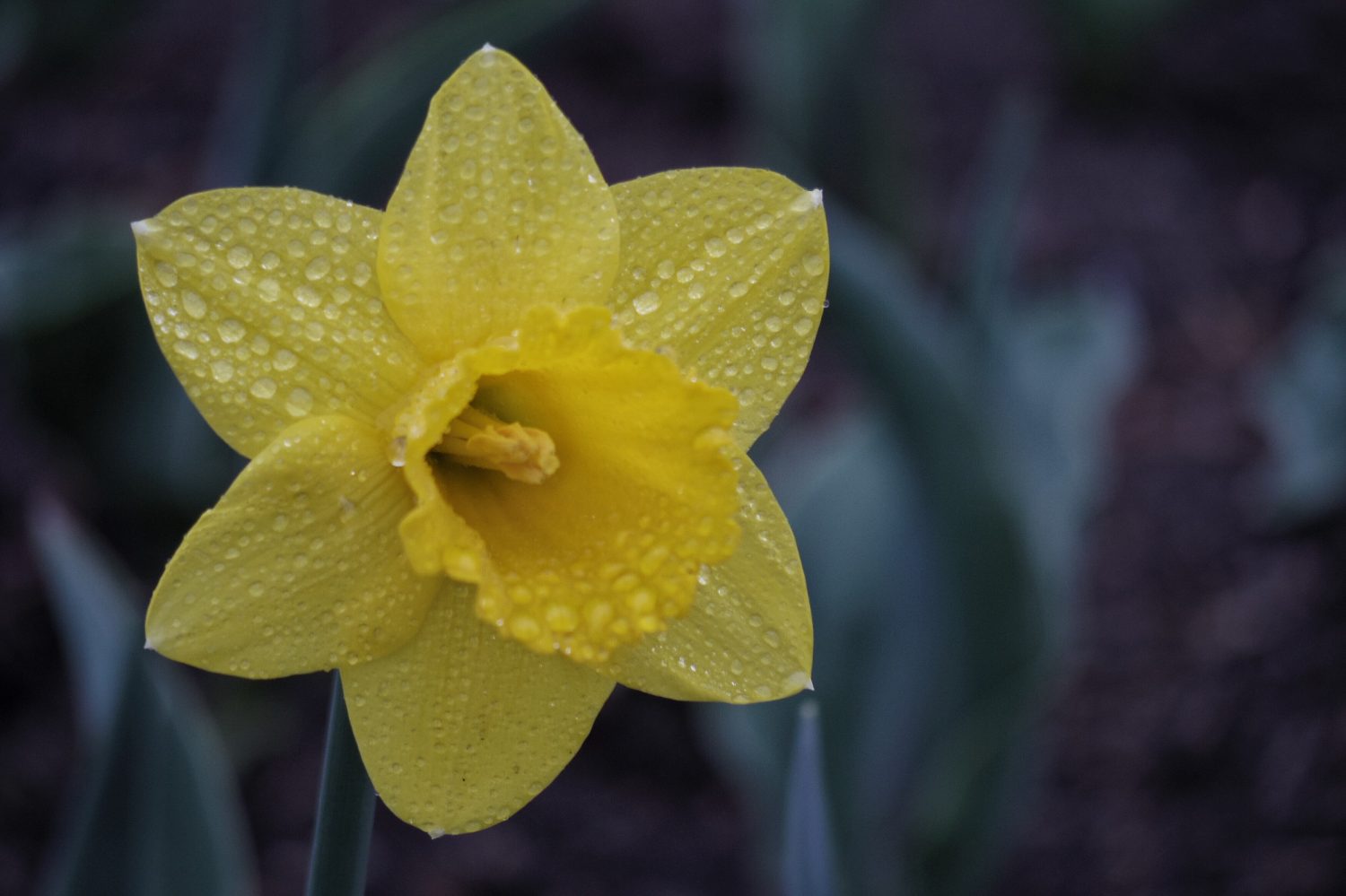 Cancer charity excited to get Daffodil Campaign back on track